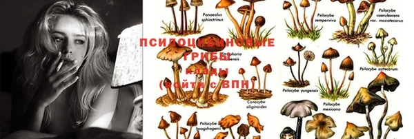 прущие крисы Бородино